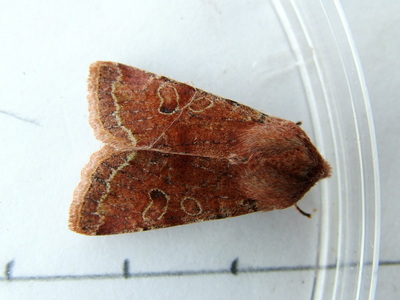Common Quaker